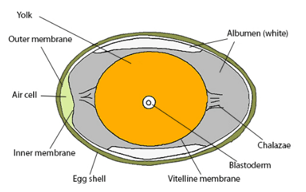 blastoderm