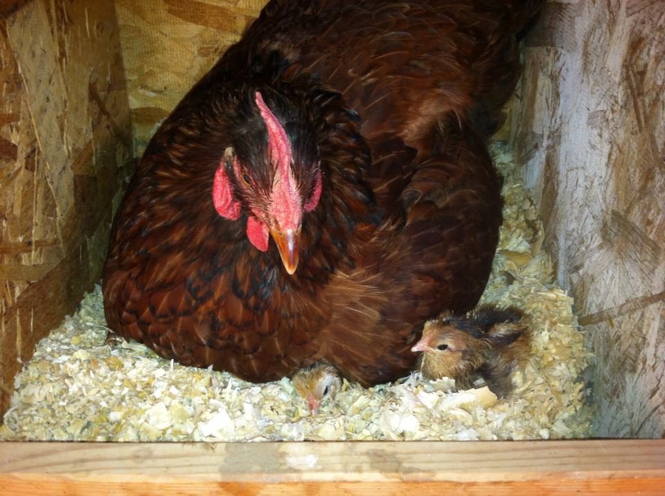 Broody hen!