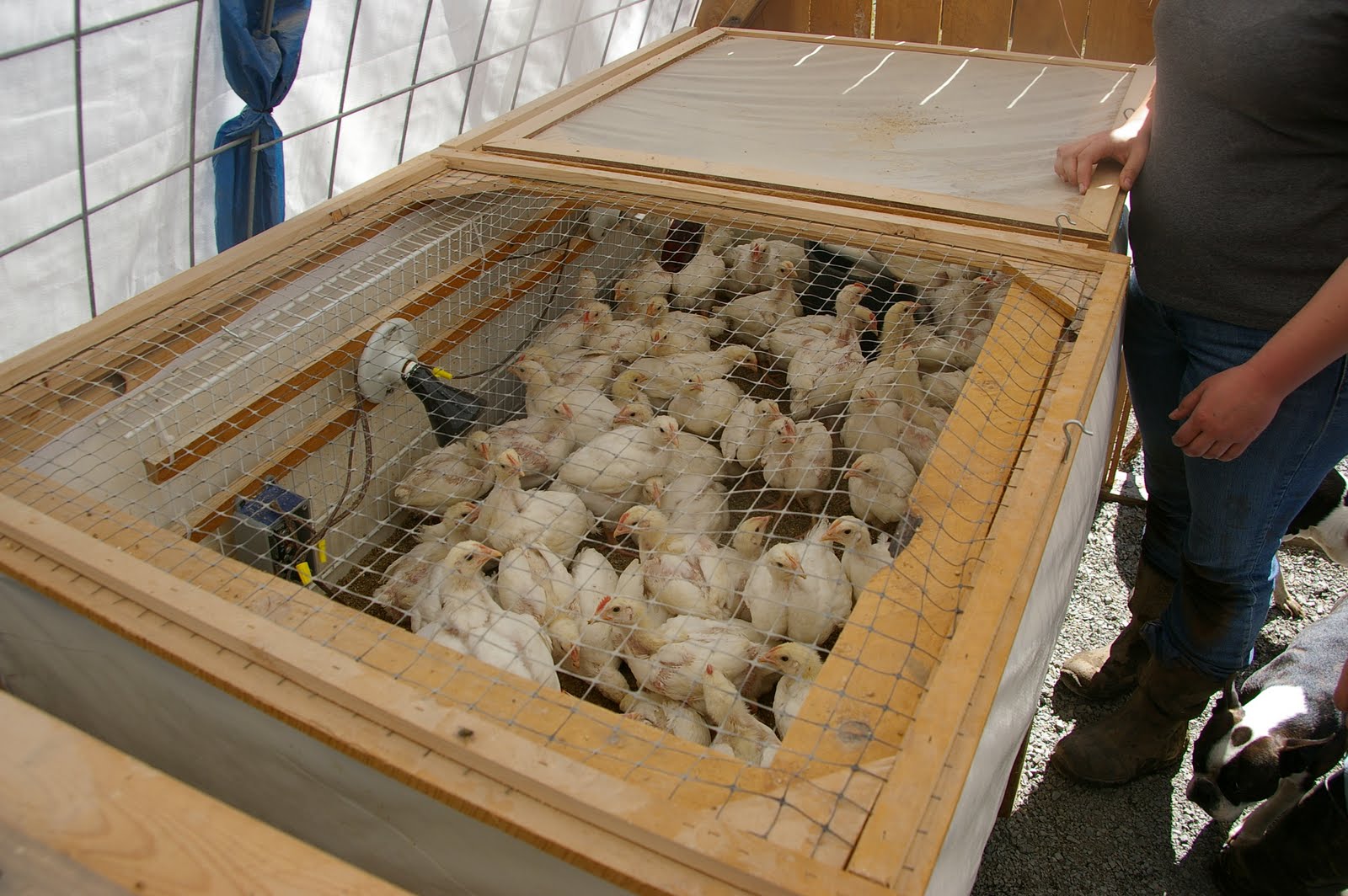 Cheap Chicken Brooder