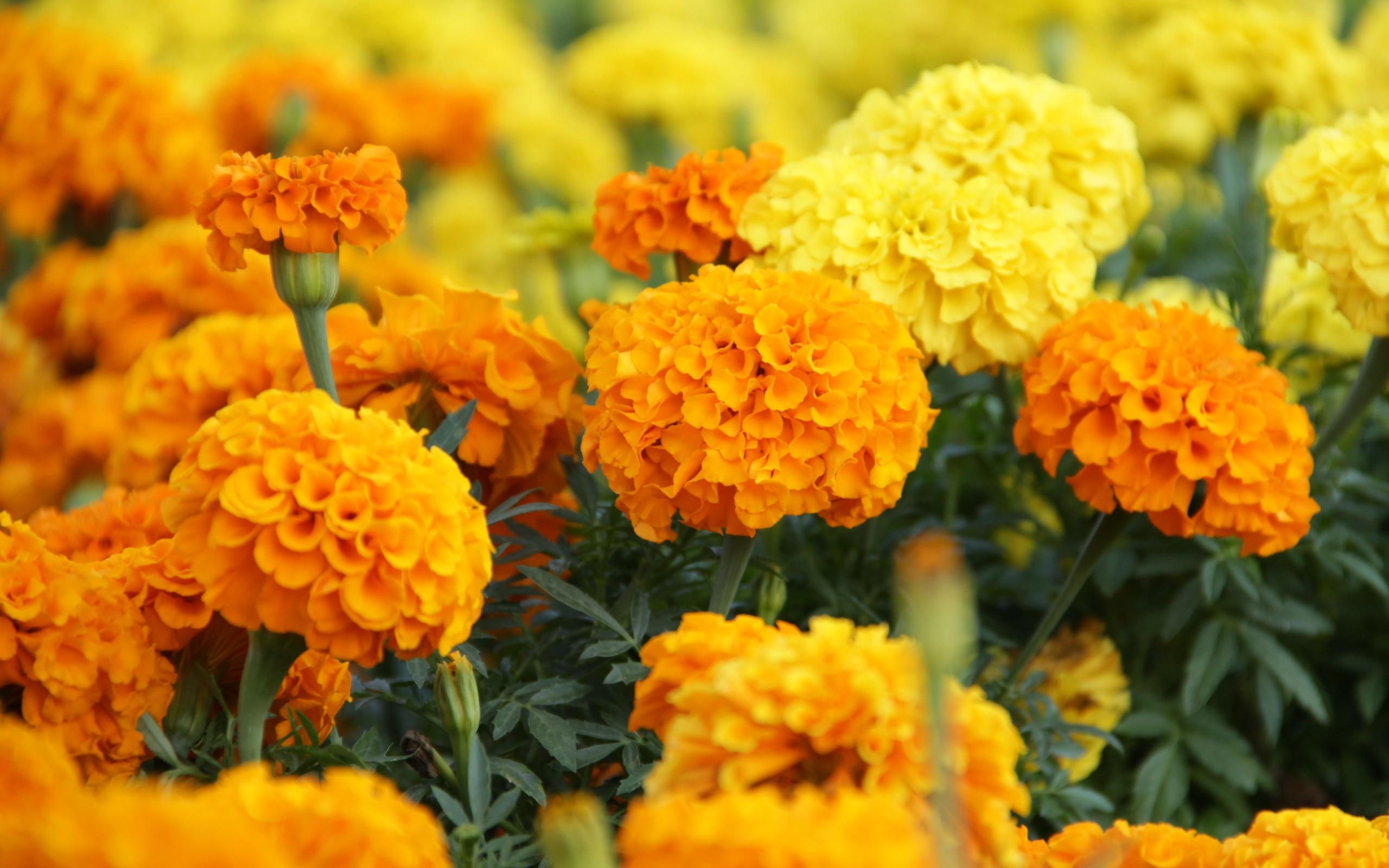 Keep mosquitoes away with marigolds!